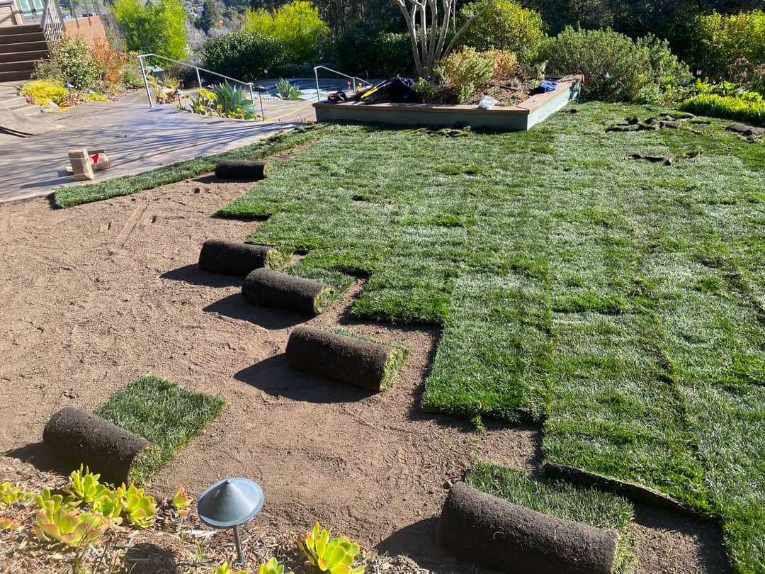 Rolls of natural sod being laid across a prepared bed, with the lawn half finished